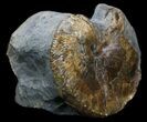 Hoploscaphites Nodosus Ammonite - Nice Display #34170-1